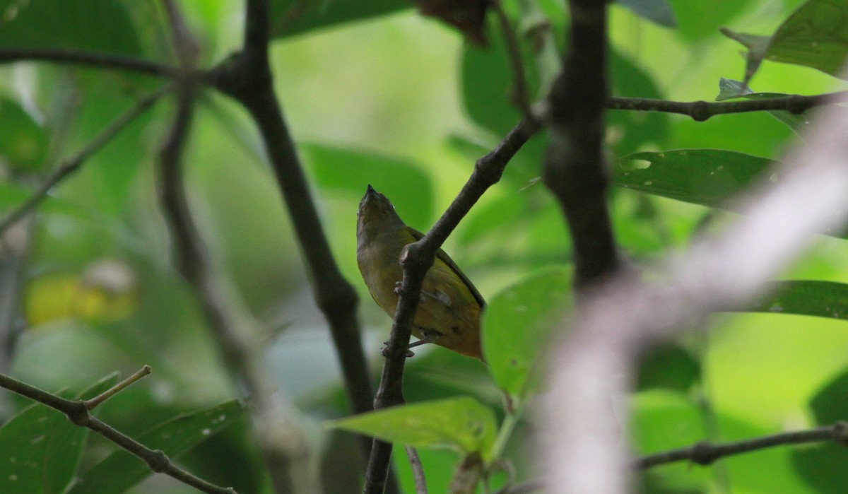 Eufonia sp. (Euphonia sp.) - ML22117631