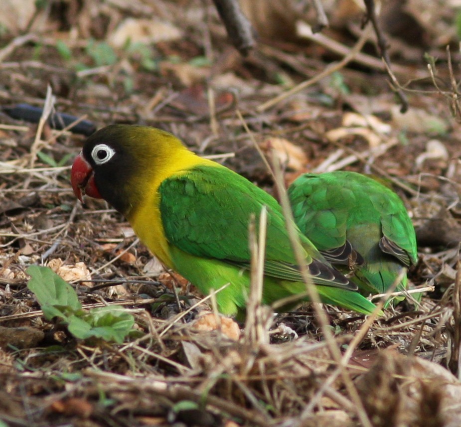 Yellow-collared Lovebird - ML22117711