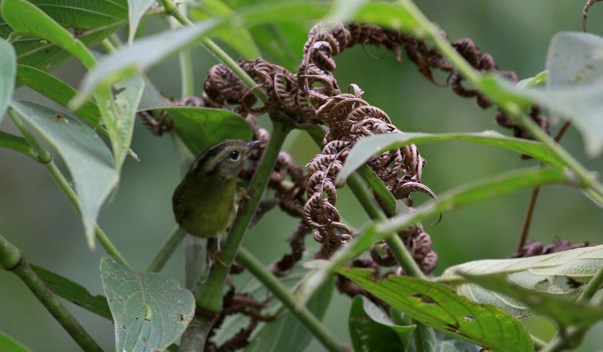 Three-striped Warbler (Venezuelan) - Jay McGowan