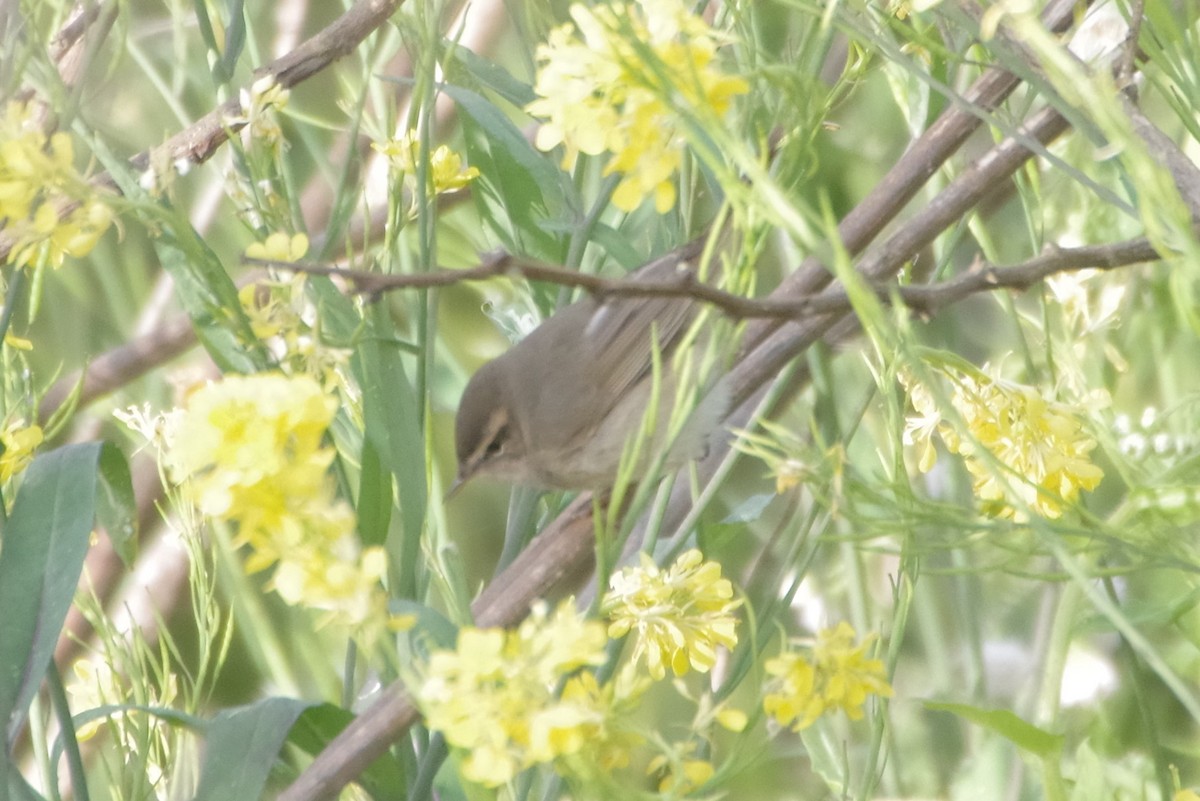 Dusky Warbler - ML221177451