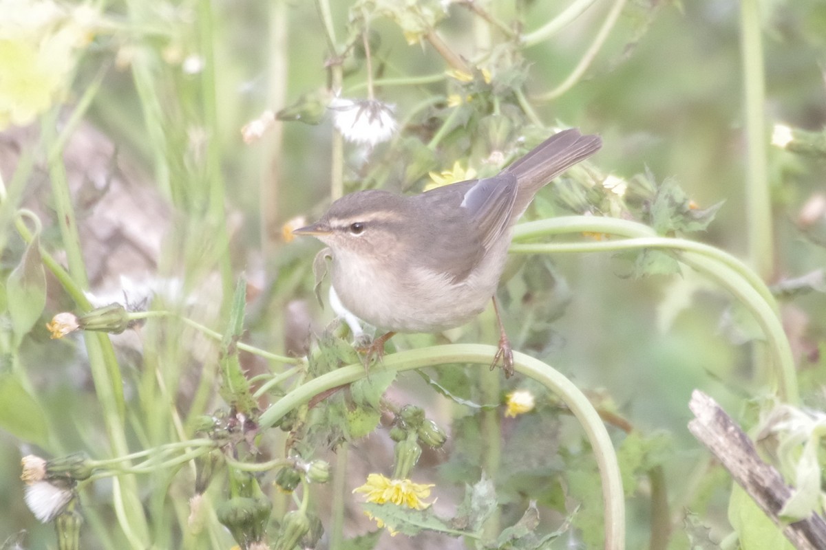 Dusky Warbler - ML221177521