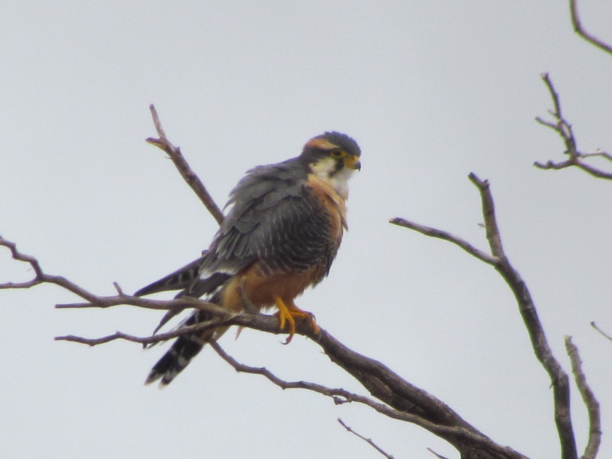 Aplomado Falcon - ML221179611