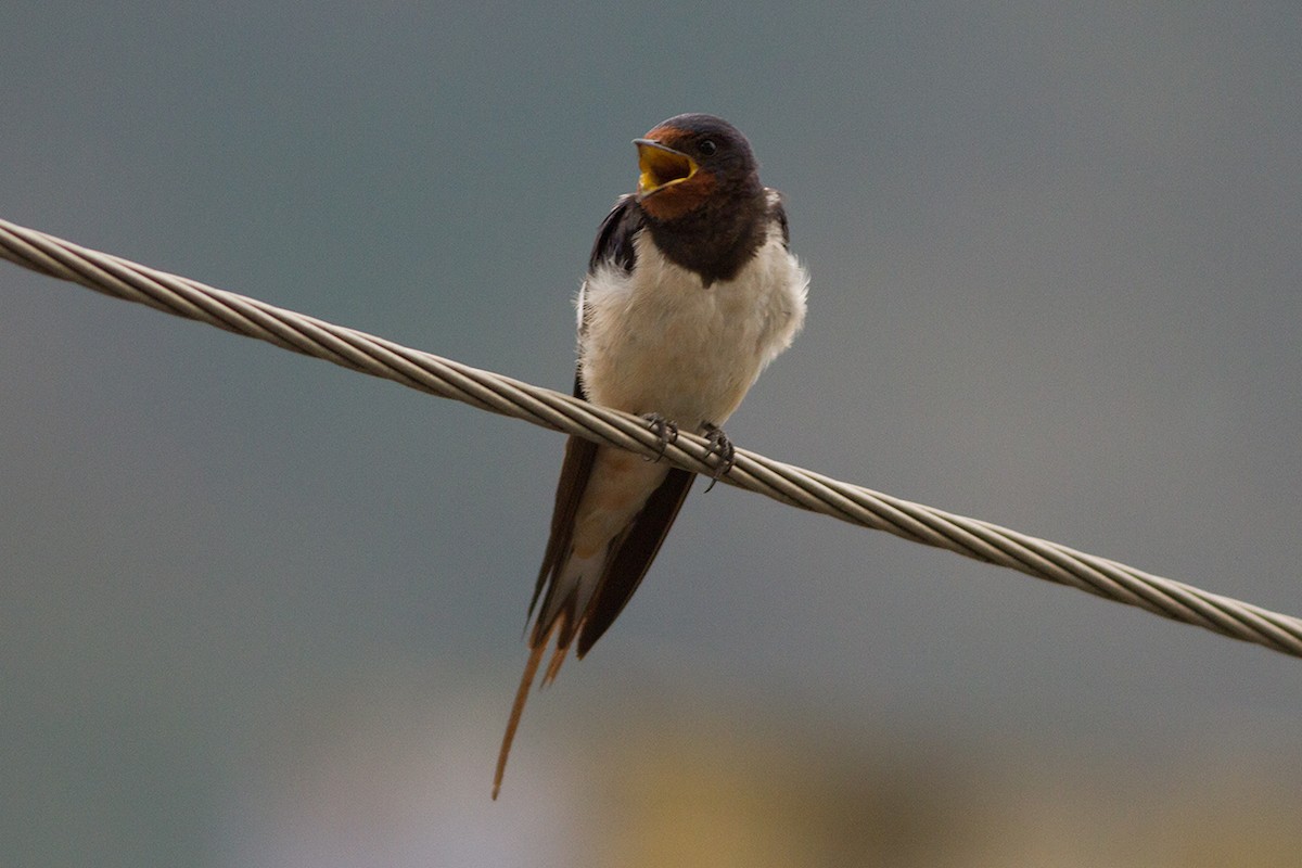 Barn Swallow - Dibyendu Ash