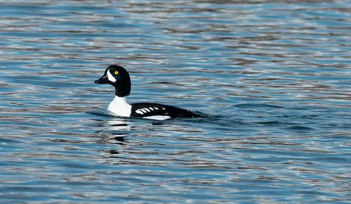 Barrow's Goldeneye - ML221180451