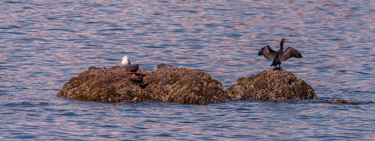 Double-crested Cormorant - ML221180511