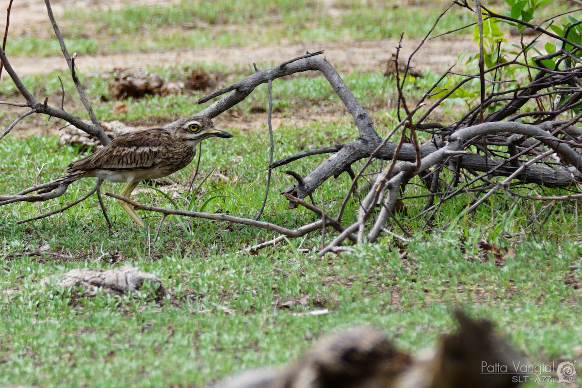 Indian Thick-knee - ML221180901