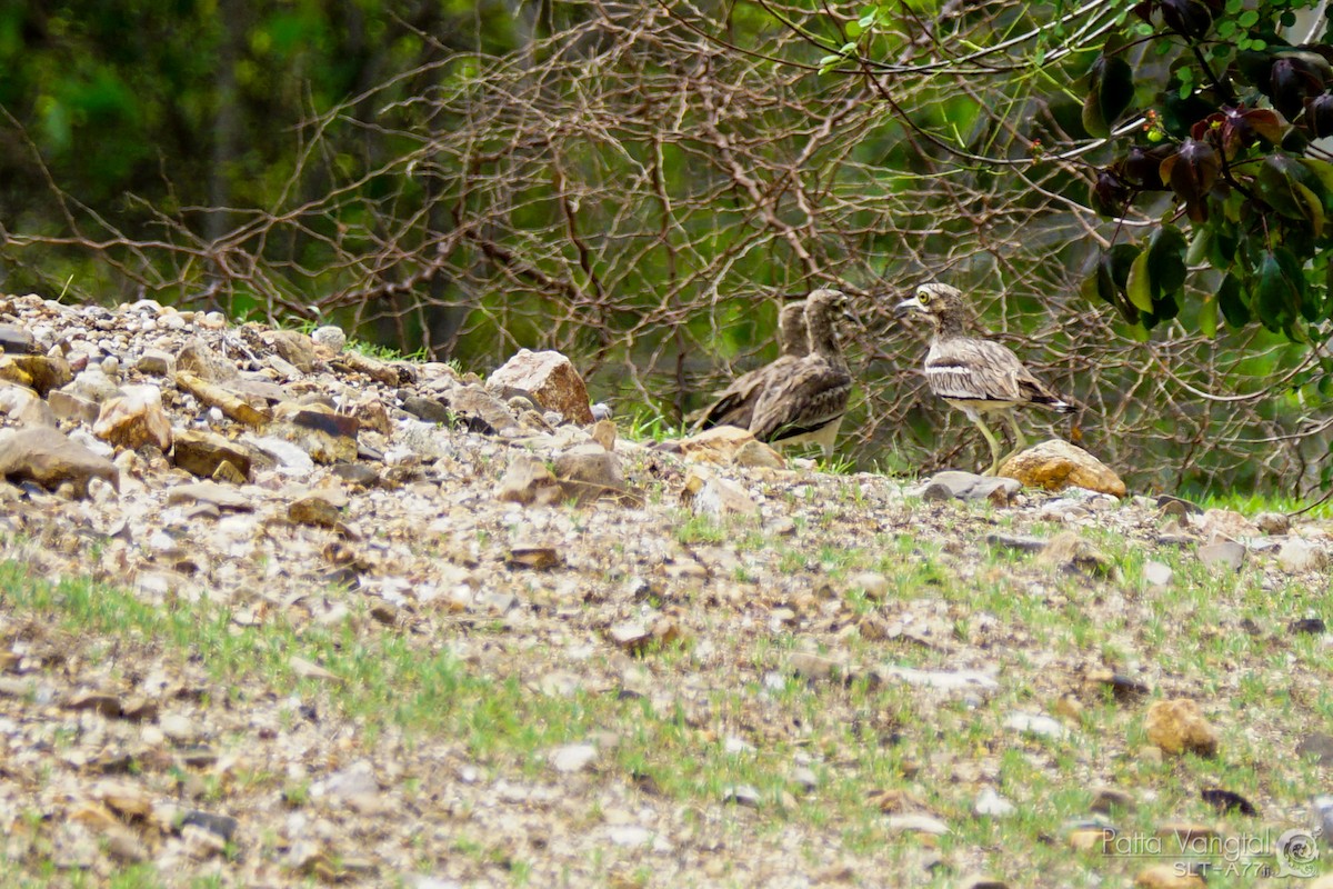 Indian Thick-knee - ML221180911