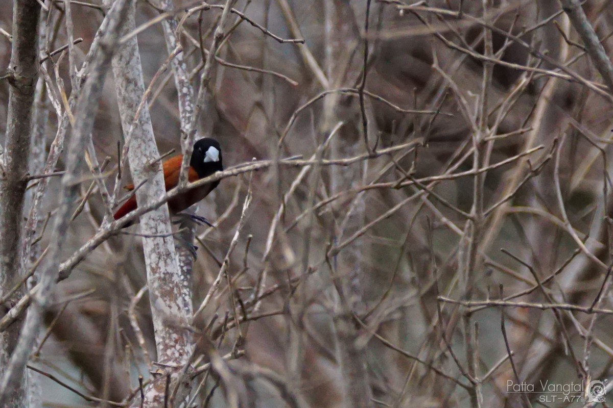 Chestnut Munia (Chestnut) - Pattaraporn Vangtal