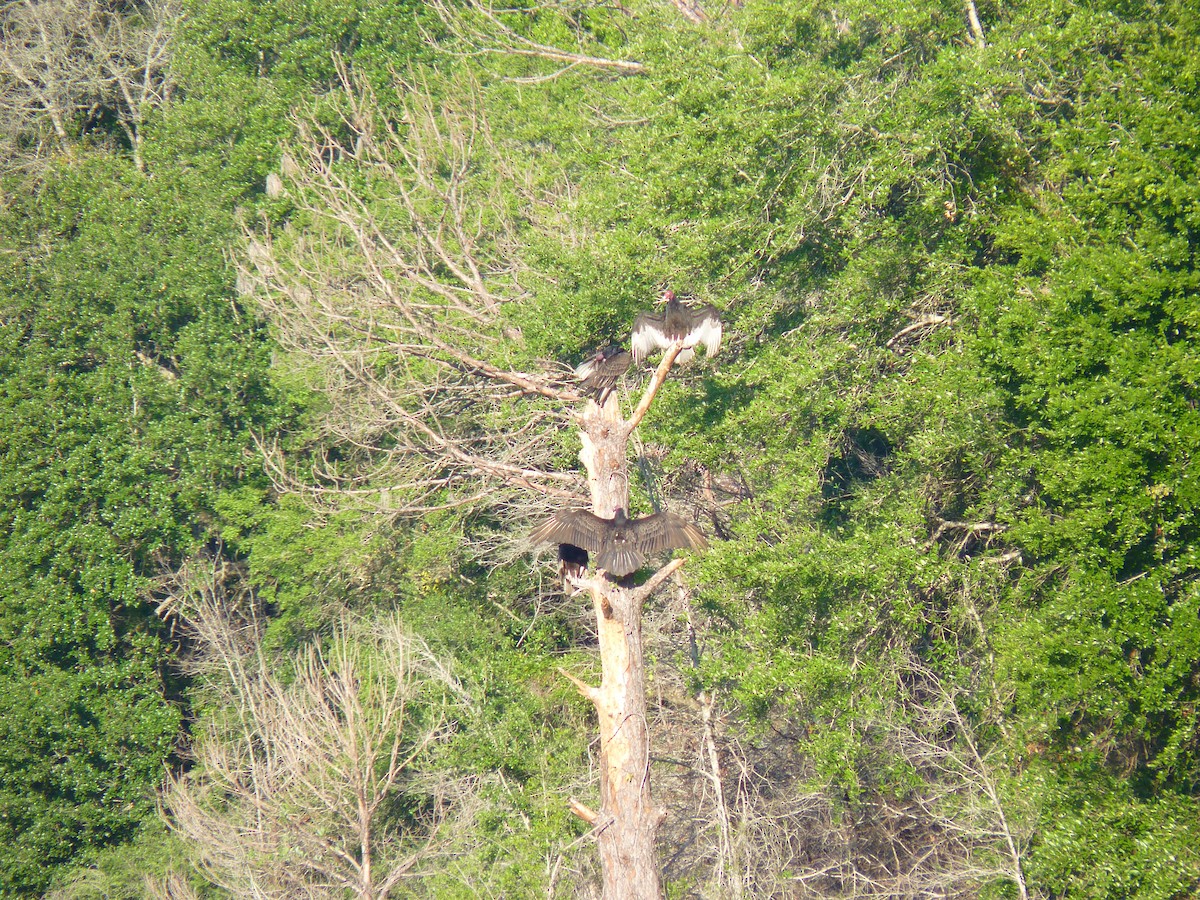 Turkey Vulture - ML221182371