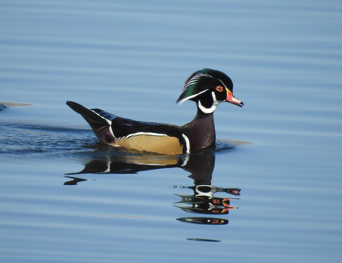 Wood Duck - Francis Pease