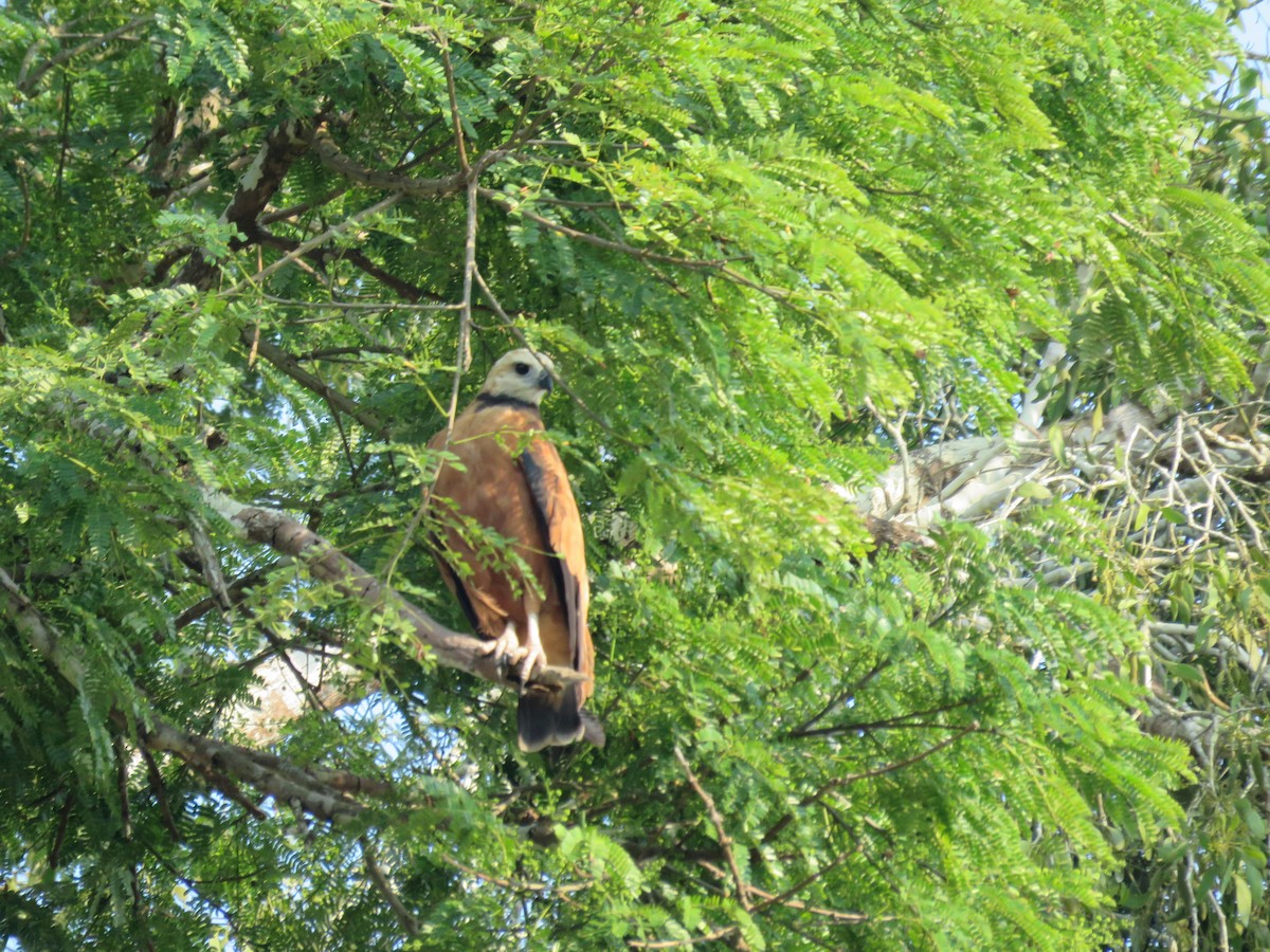 Black-collared Hawk - ML221183161