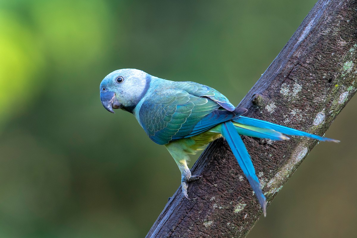 Malabar Parakeet - Aseem Kothiala