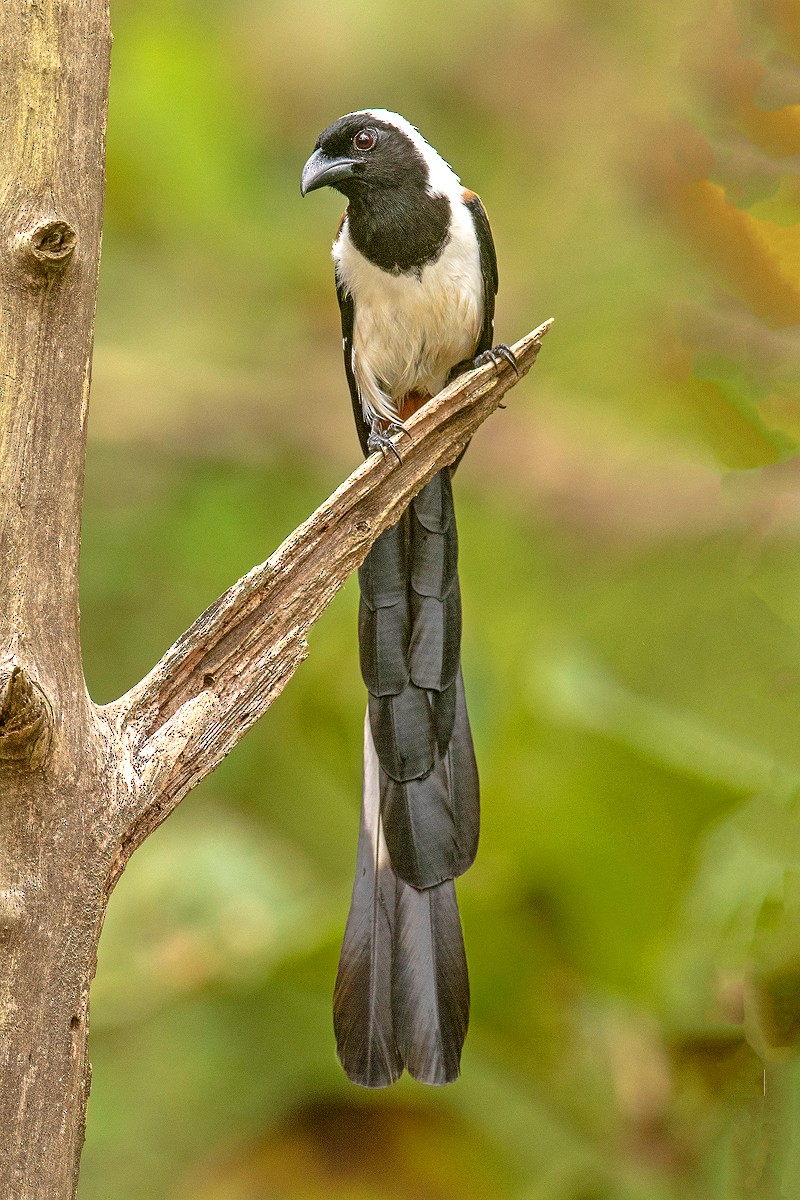 White-bellied Treepie - ML221183201