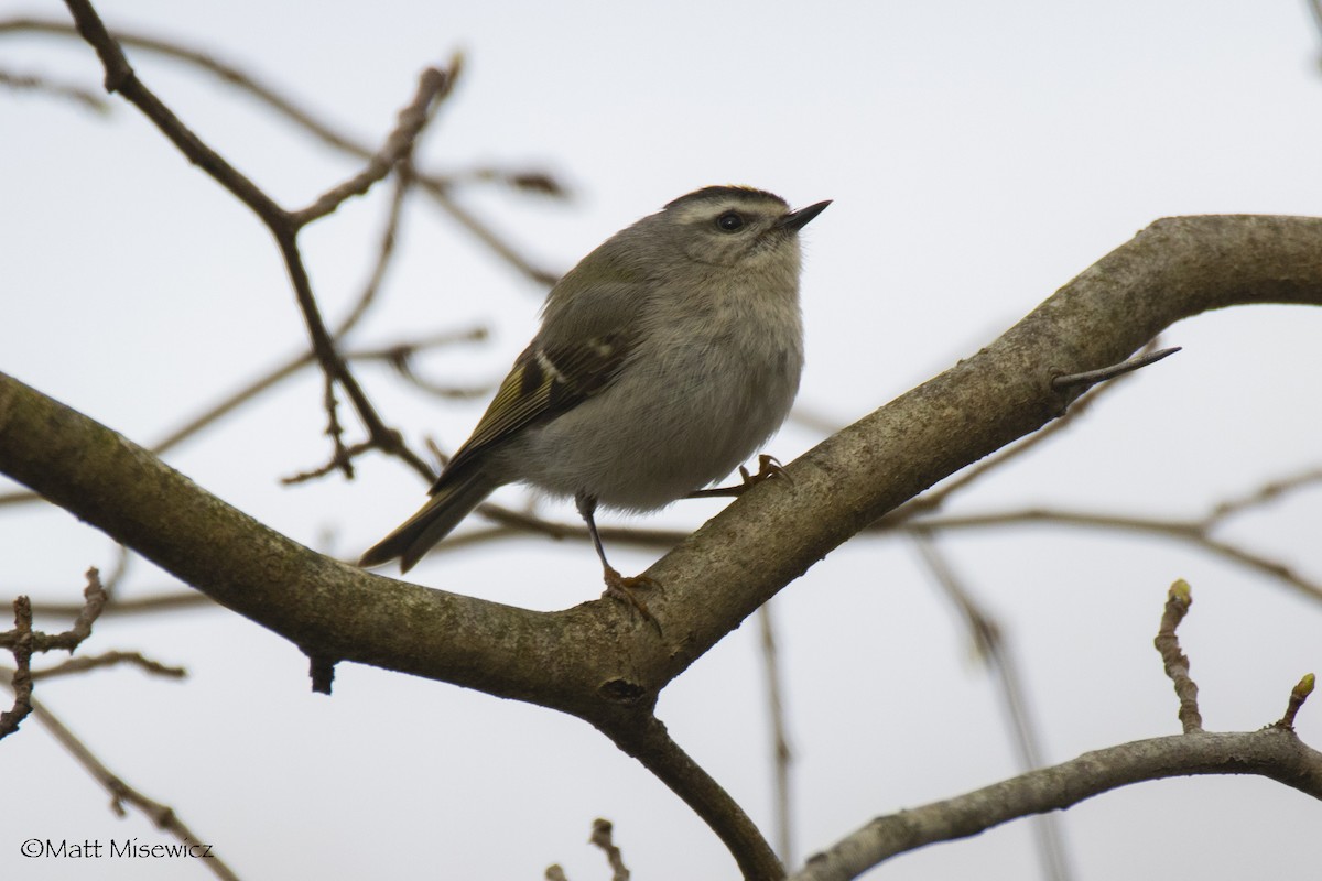 Golden-crowned Kinglet - ML221184881