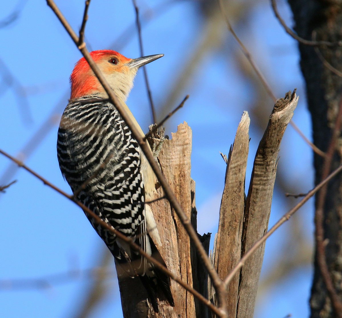 Red-bellied Woodpecker - Russ Smiley