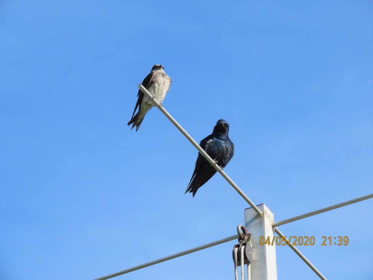 Purple Martin - ML221186121