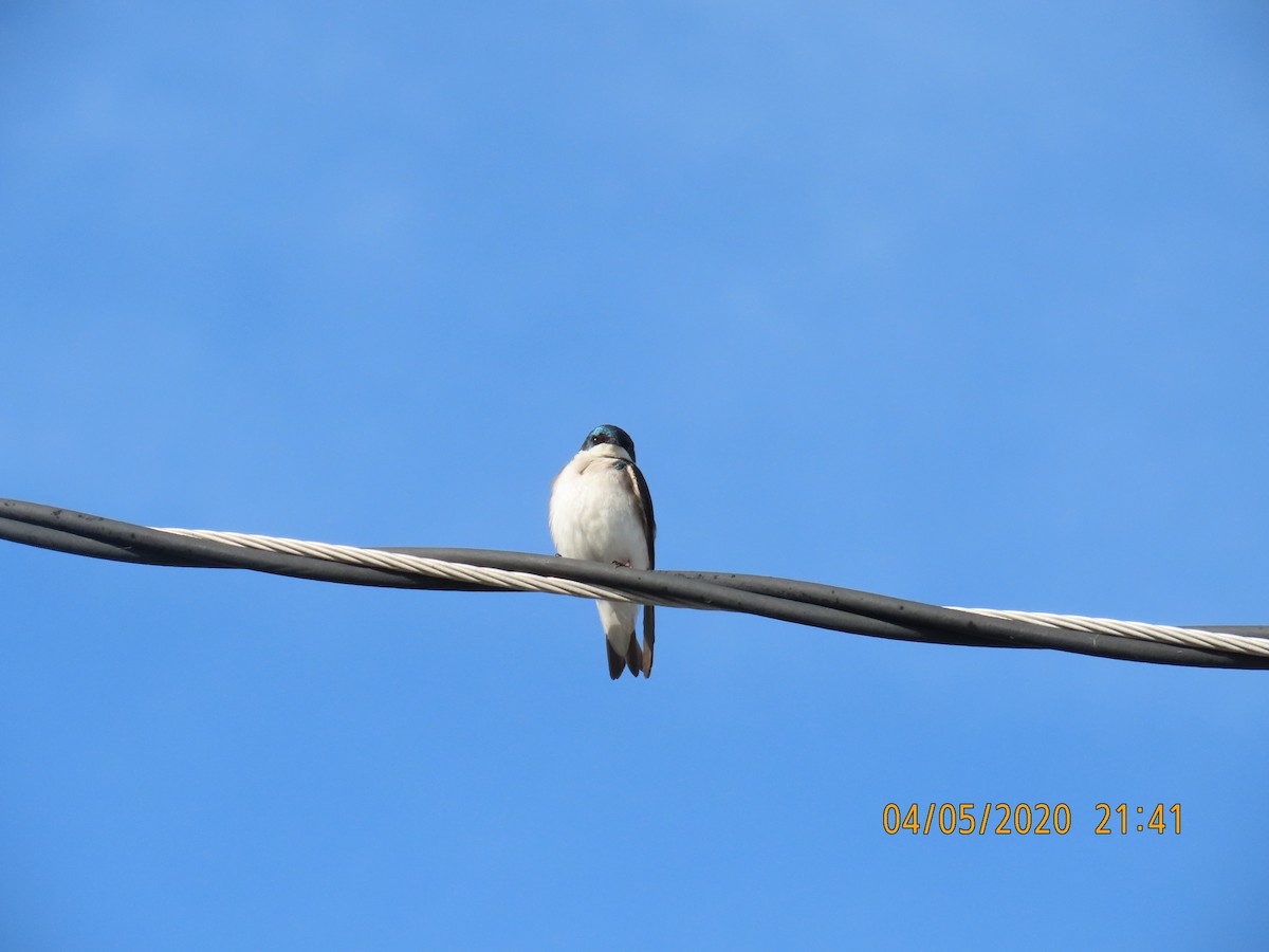 Tree Swallow - ML221186431