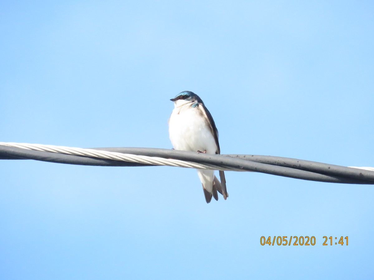 Tree Swallow - ML221186461