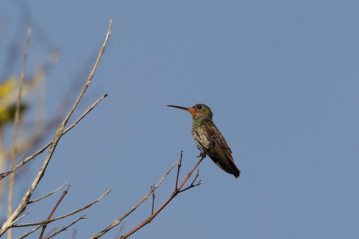 kolibřík savanový - ML221187561