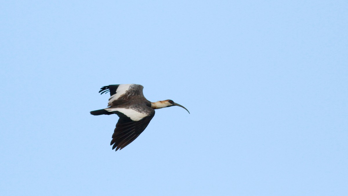 Buff-necked Ibis - Jay McGowan