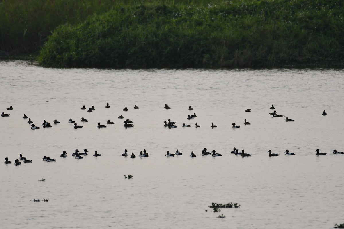 Tufted Duck - ML221189121