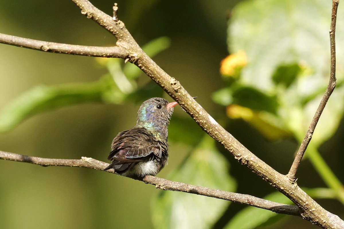 Sapphire-spangled Emerald - Holger Teichmann