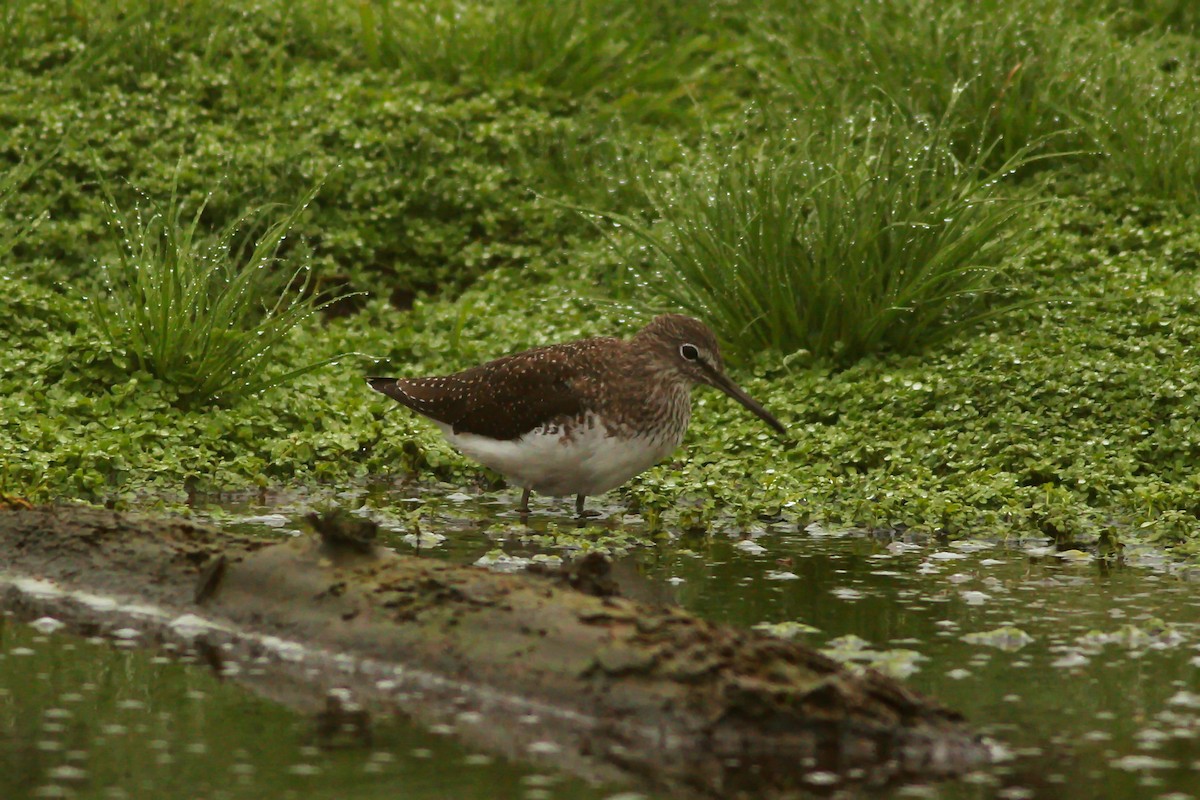 Green Sandpiper - ML221190011