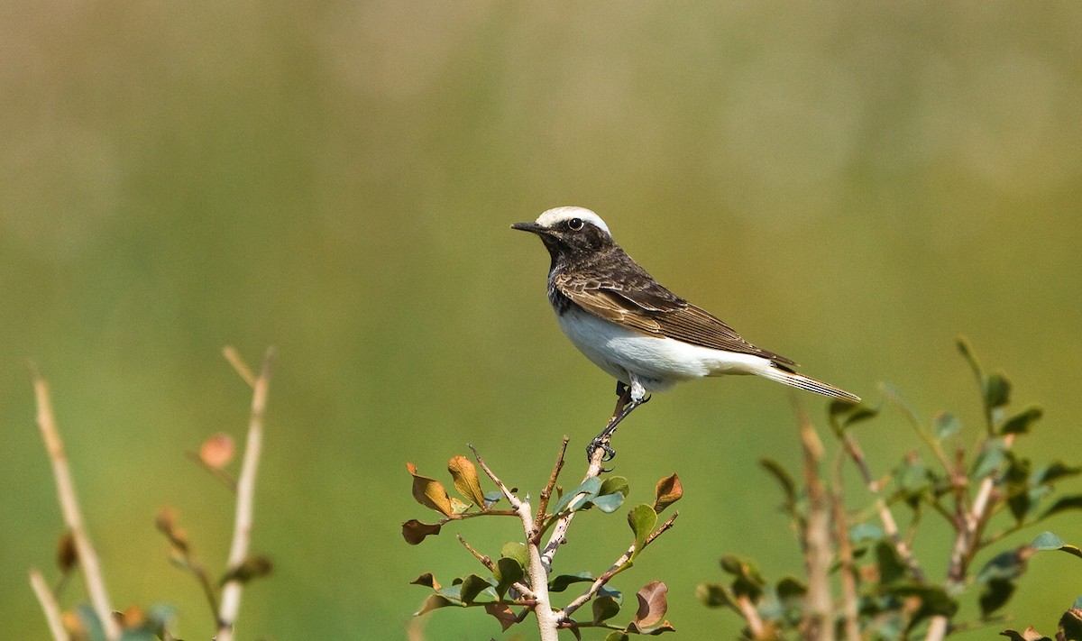 Hooded Wheatear - ML221190261