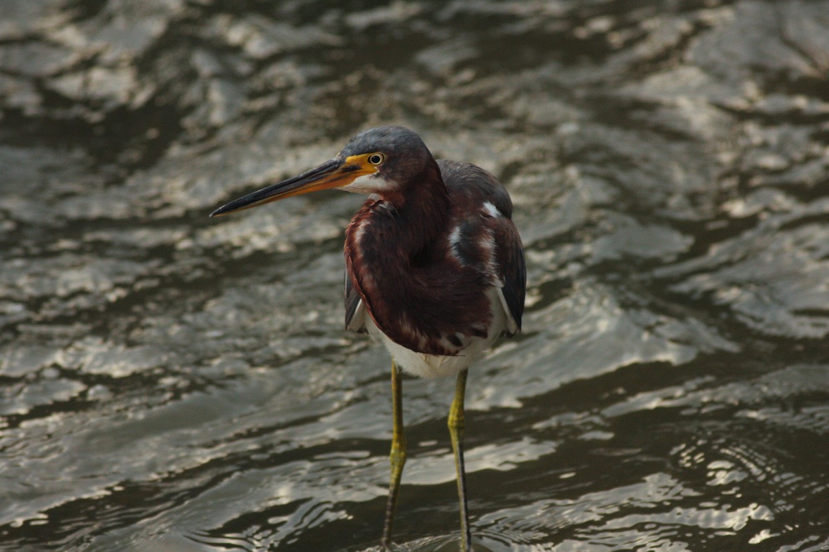 Tricolored Heron - ML221191561