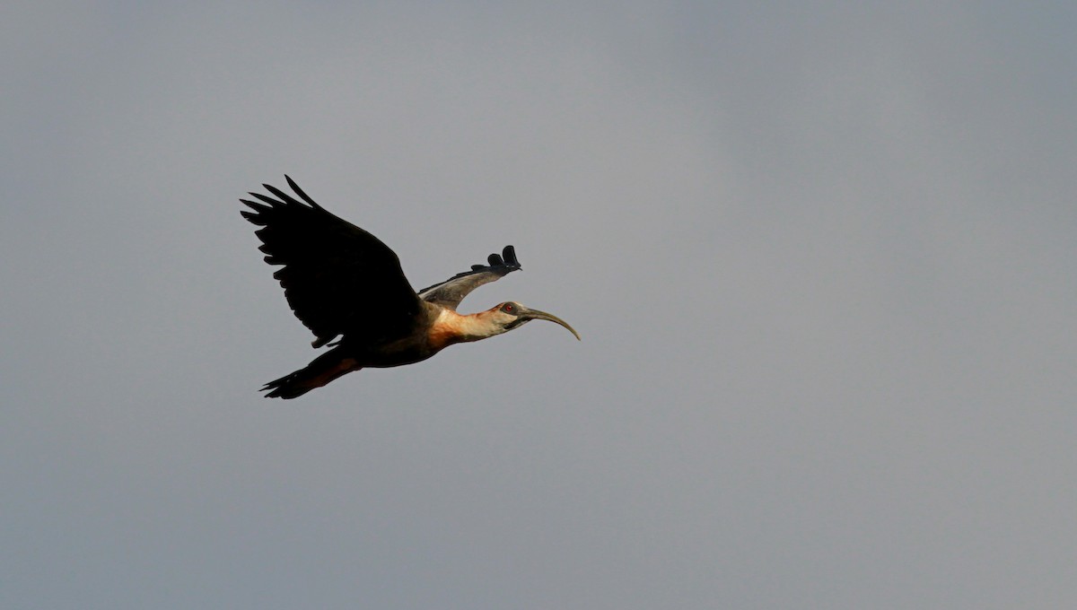 ibis bělokřídlý - ML22119211