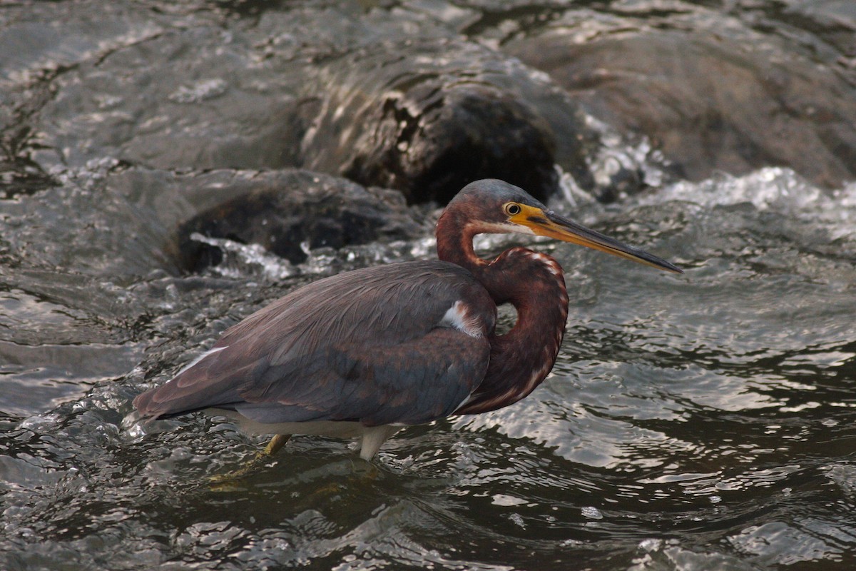 Tricolored Heron - ML221192281