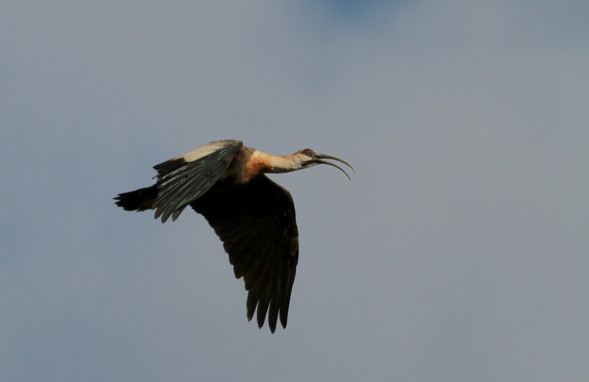 ibis bělokřídlý - ML22119241