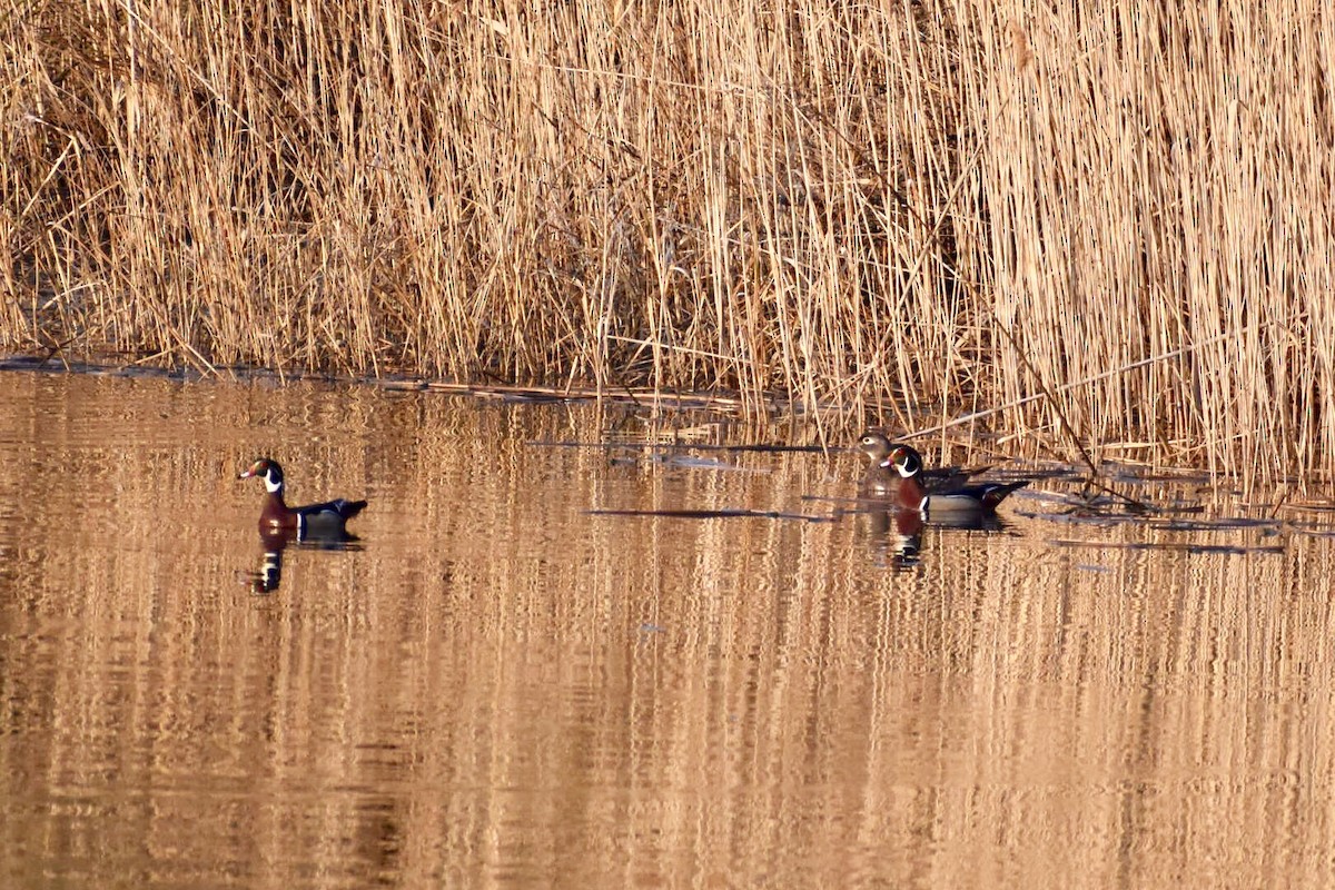 アメリカオシ - ML221192951