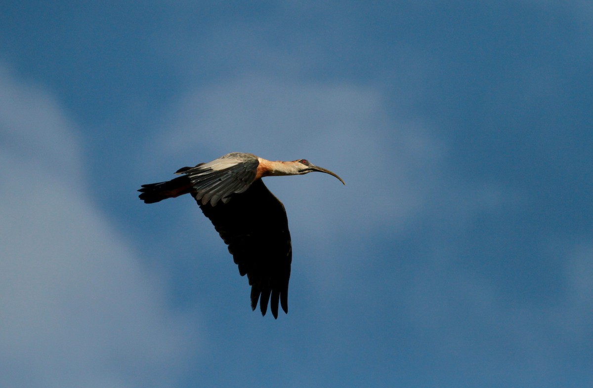 Buff-necked Ibis - Jay McGowan