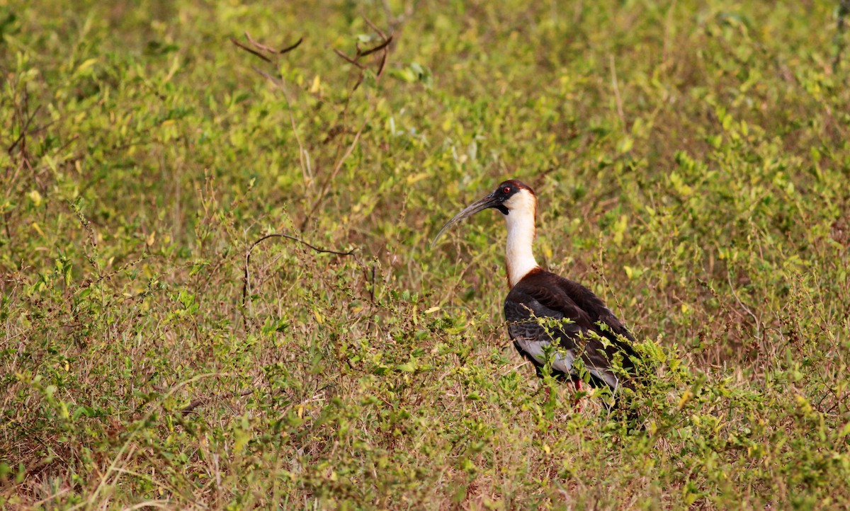 ibis bělokřídlý - ML22119321