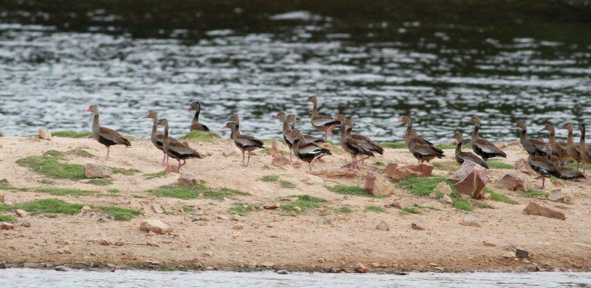 Dendrocygne à ventre noir (autumnalis) - ML22119351