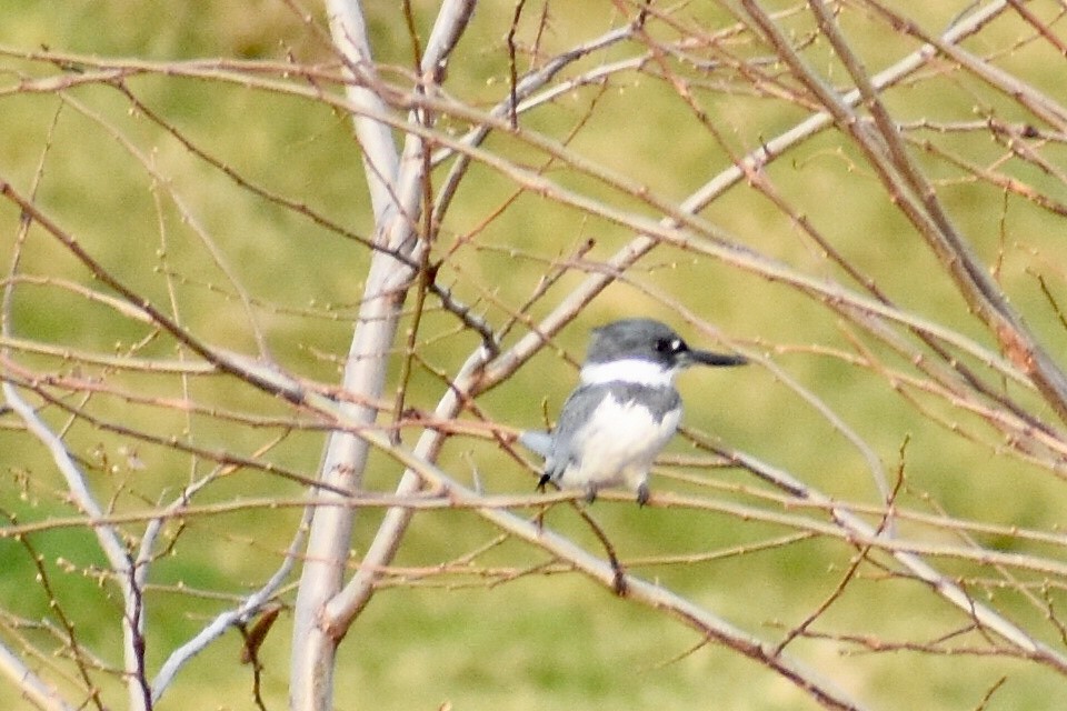 Belted Kingfisher - ML221193591
