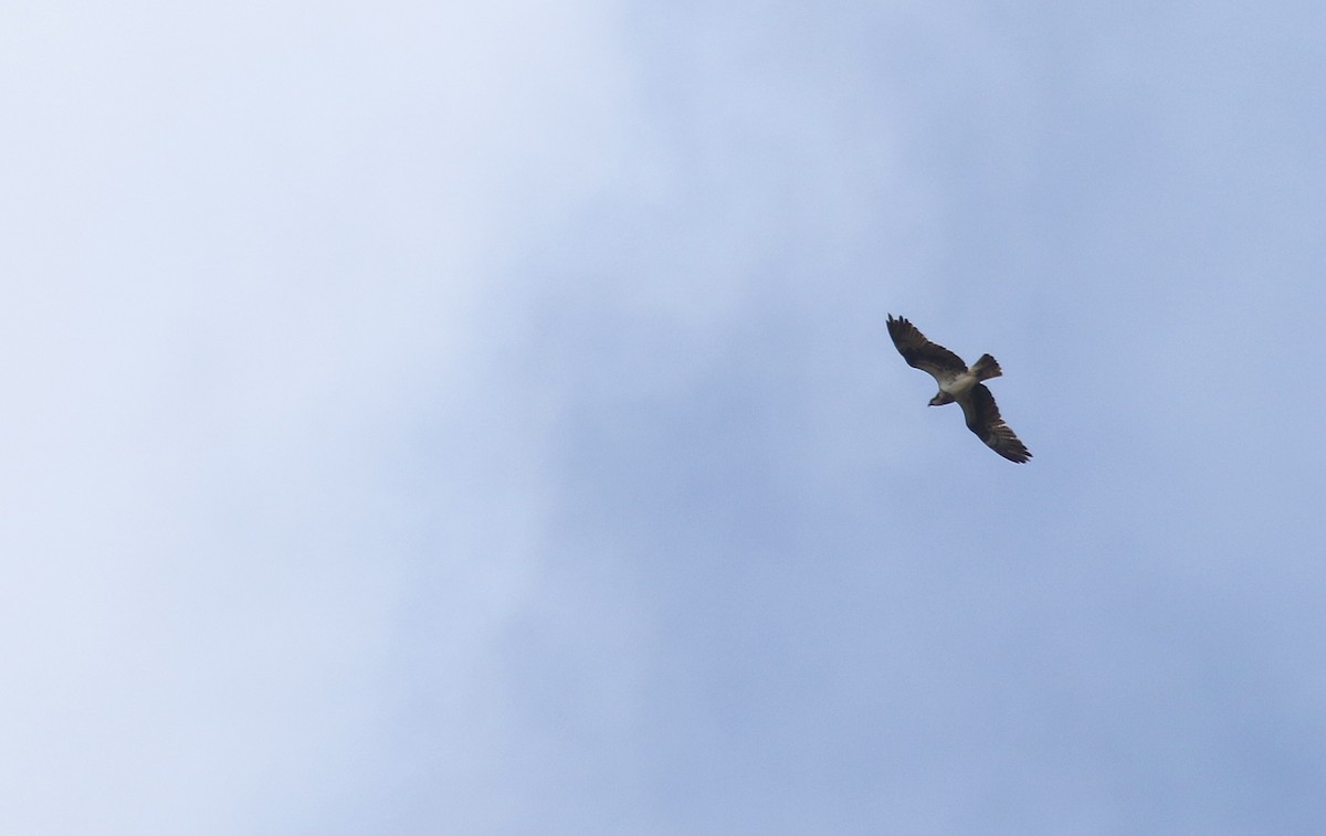 Águila Pescadora (haliaetus) - ML221194301