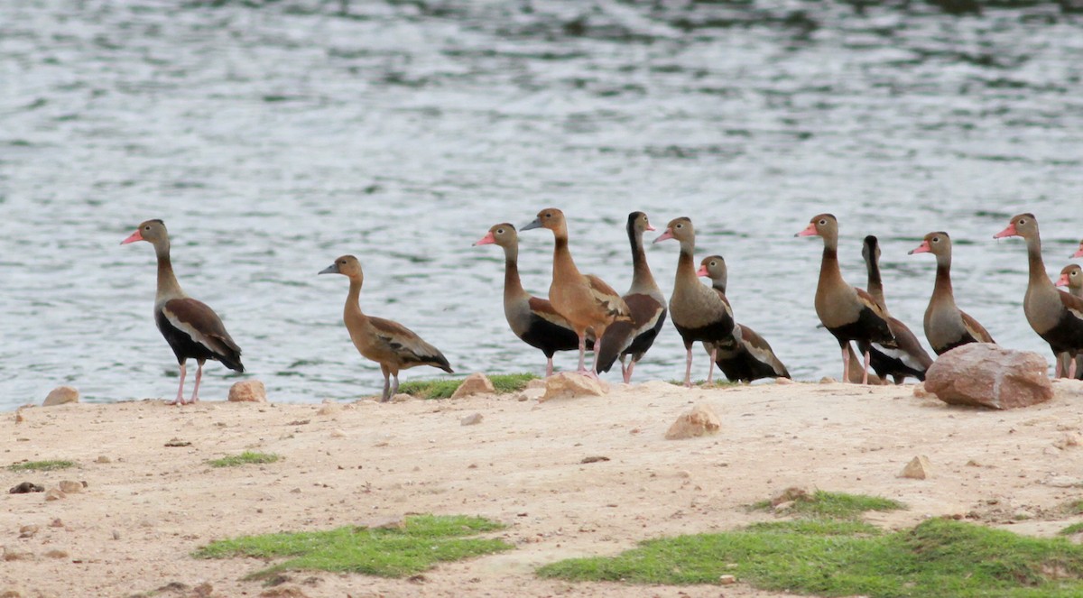 Black-bellied Whistling-Duck (autumnalis) - Jay McGowan