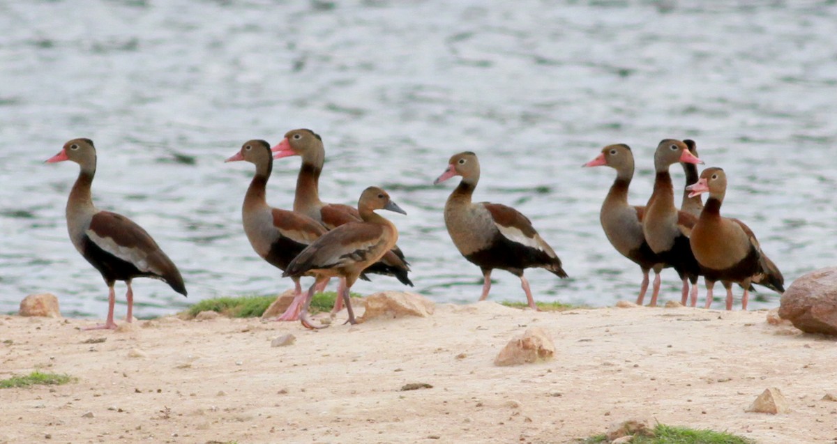 Dendrocygne à ventre noir (autumnalis) - ML22119441