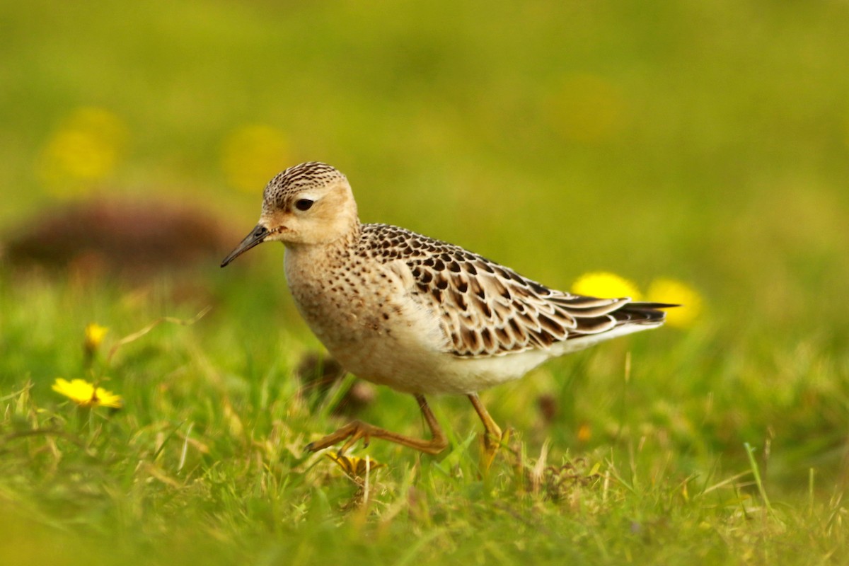Buff-breasted Sandpiper - ML221195501
