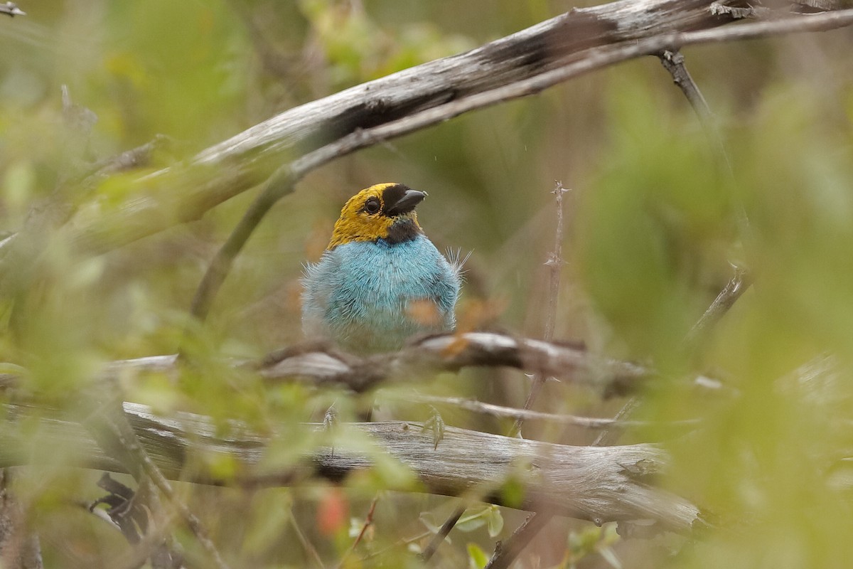 Gilt-edged Tanager - ML221195871