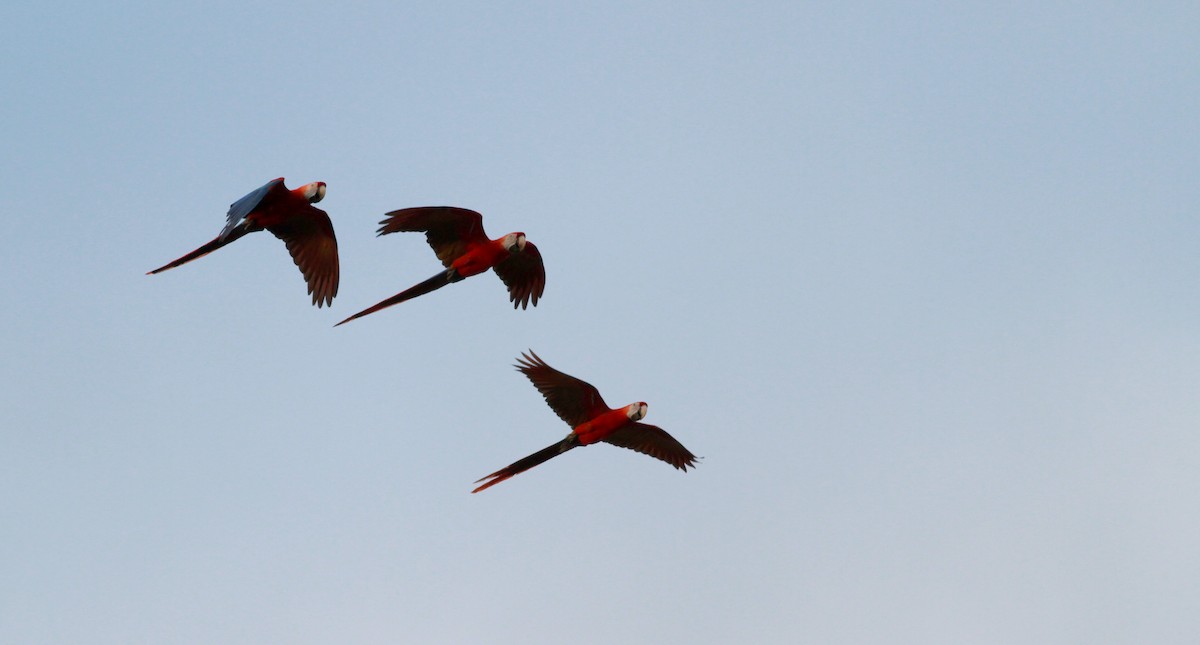 Scarlet Macaw - Jay McGowan