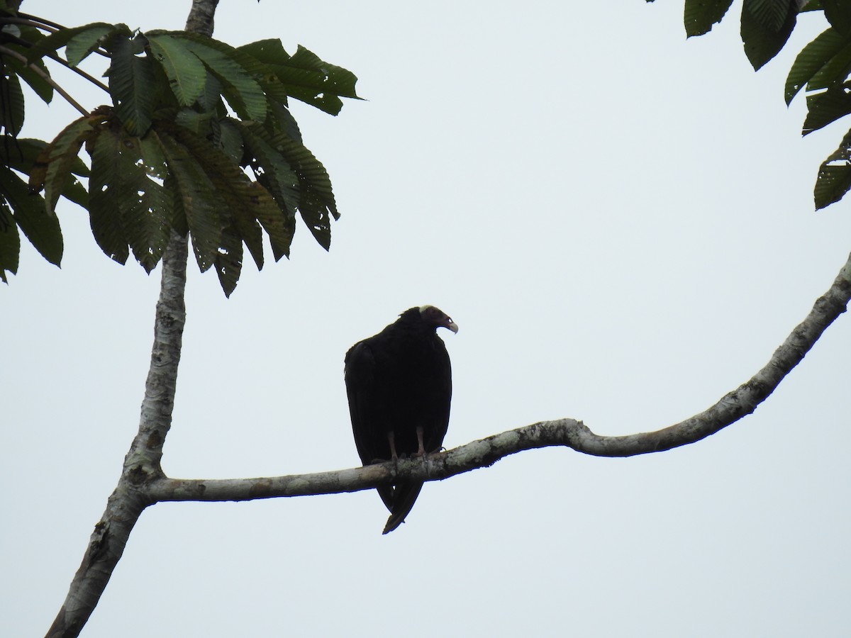 Turkey Vulture - ML221199571