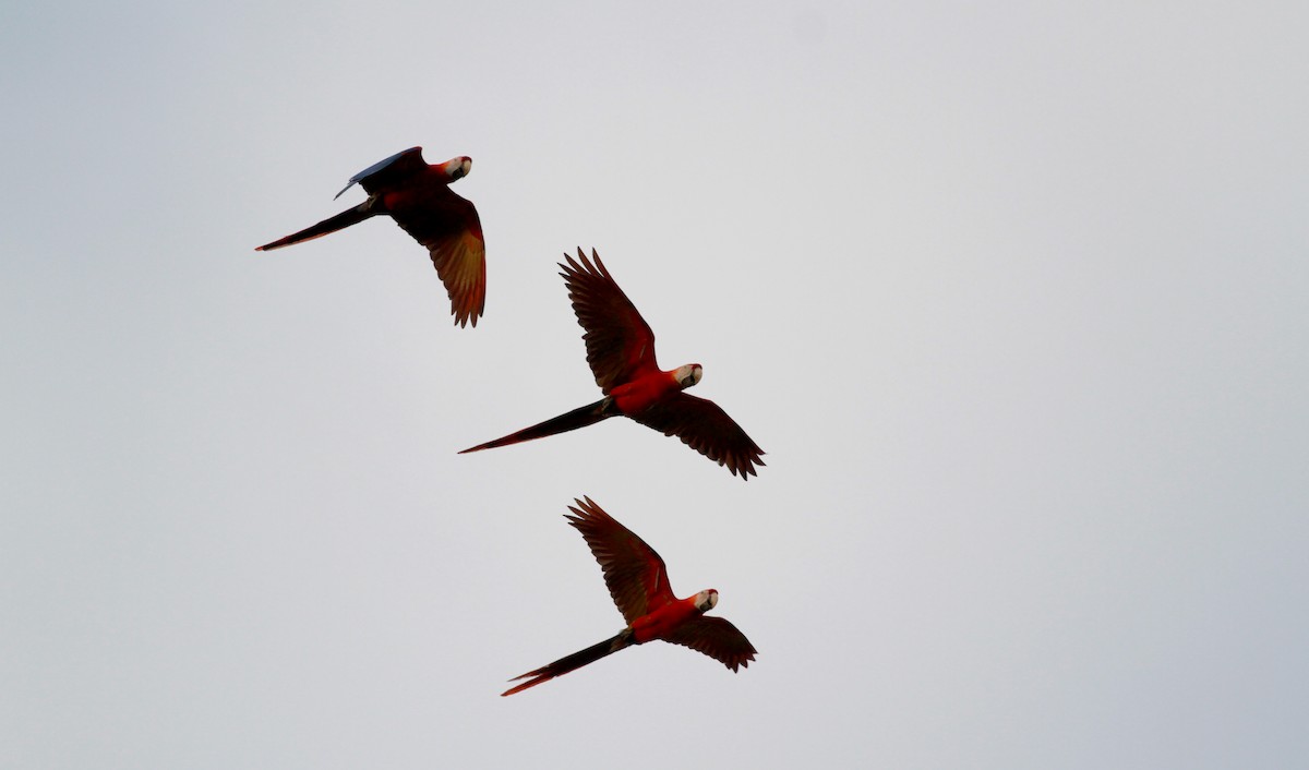 Scarlet Macaw - ML22120001