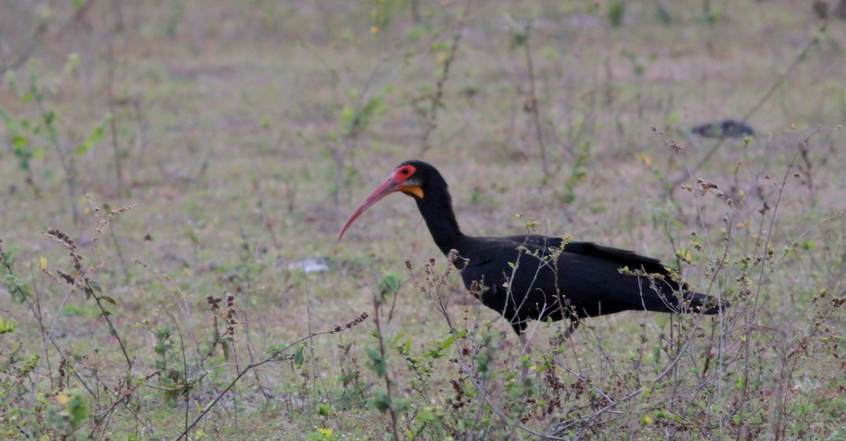 Sharp-tailed Ibis - Jay McGowan