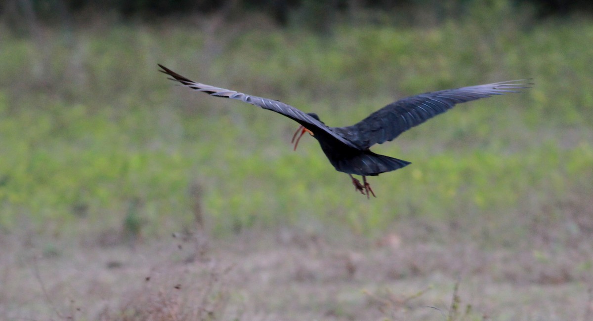 Sharp-tailed Ibis - Jay McGowan