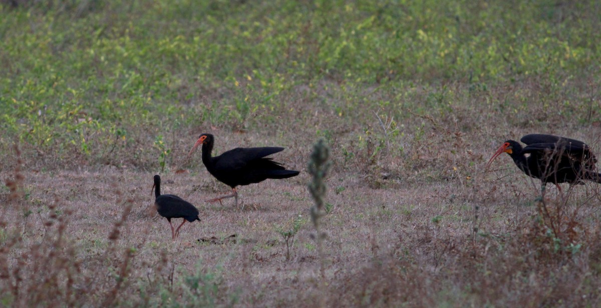 Sharp-tailed Ibis - Jay McGowan