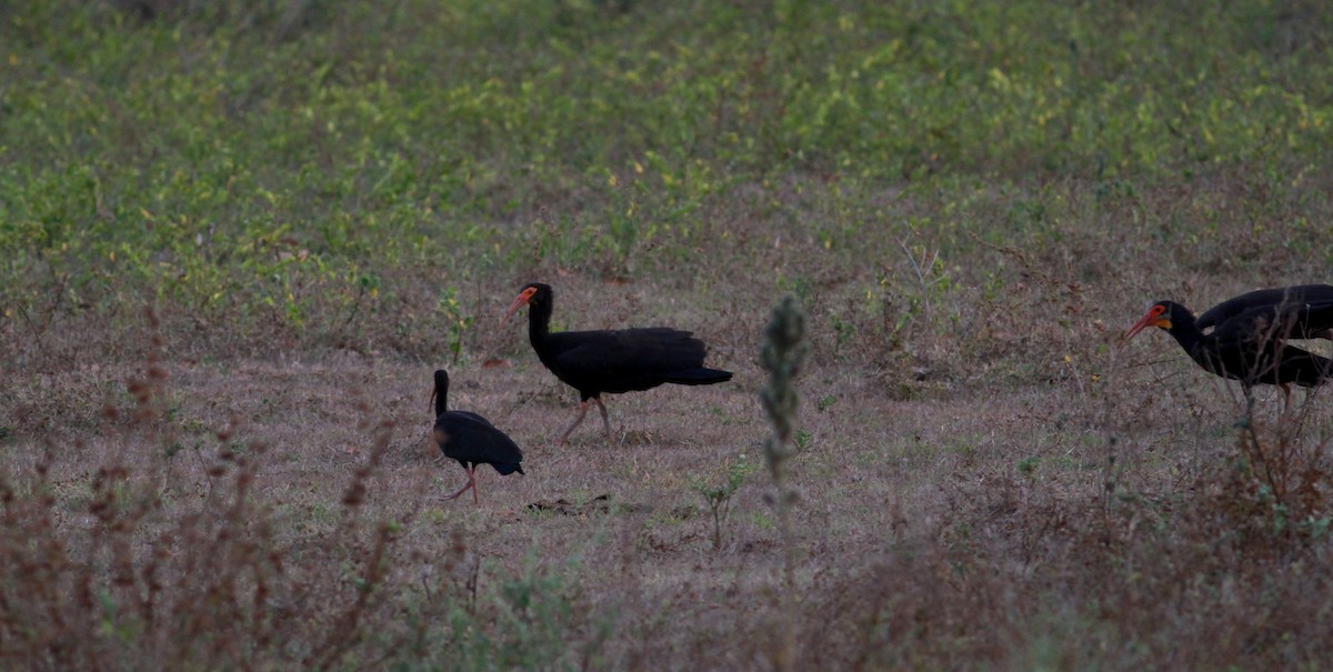 ibis dlouhoocasý - ML22120131
