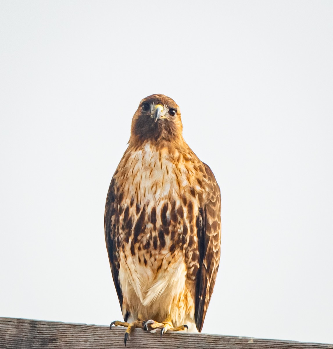 Red-tailed Hawk - ML221202131